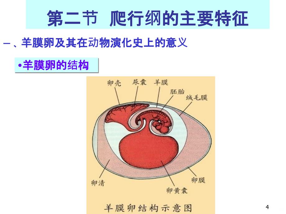 B-爬行纲PPT课件_第4页