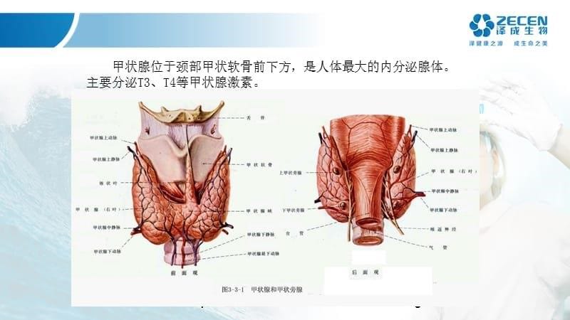 甲功 -湖南PPT课件_第5页