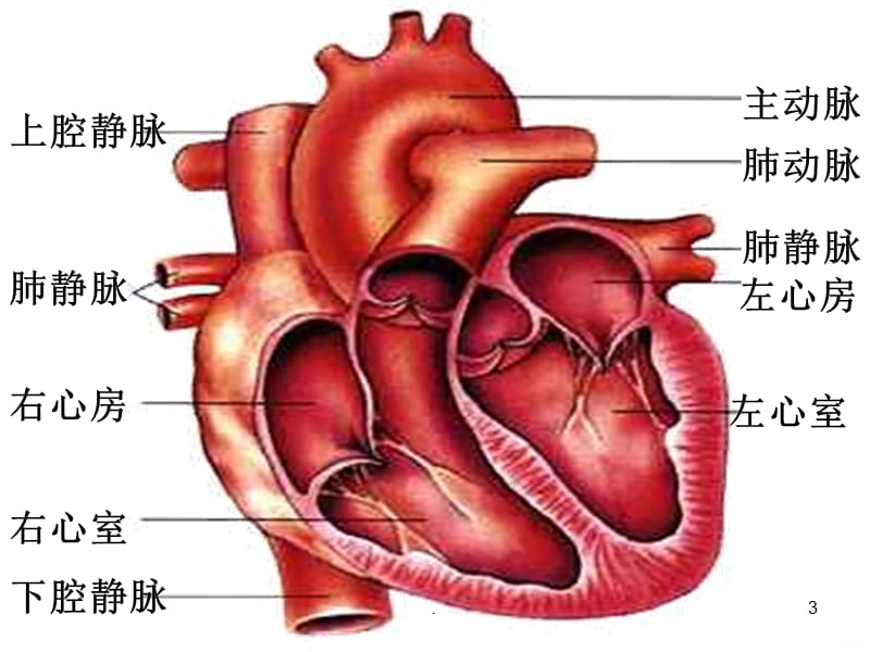 输送血液的泵——心脏PPT课件_第3页