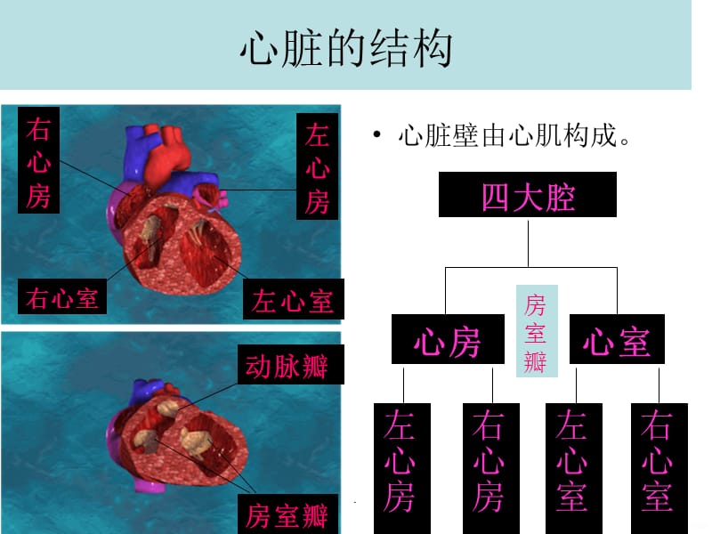 输送血液的泵——心脏PPT课件_第4页