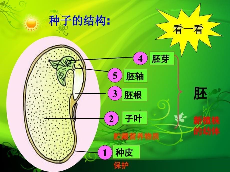 四年级下册科学课件3.1种子发芽了3大象17_第5页