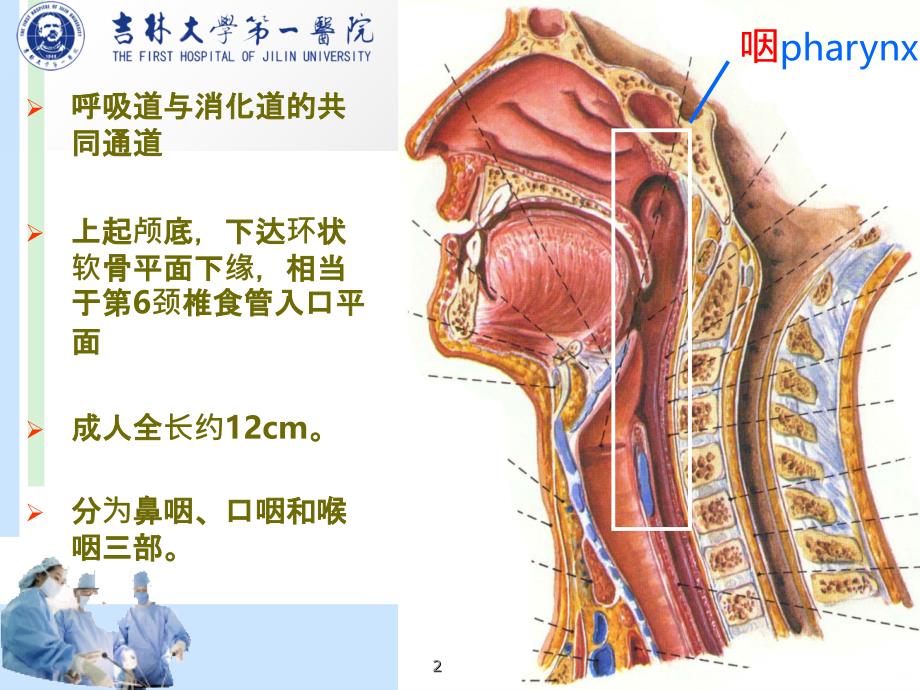 咽部解剖PPT课件_第2页