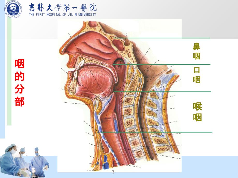 咽部解剖PPT课件_第3页