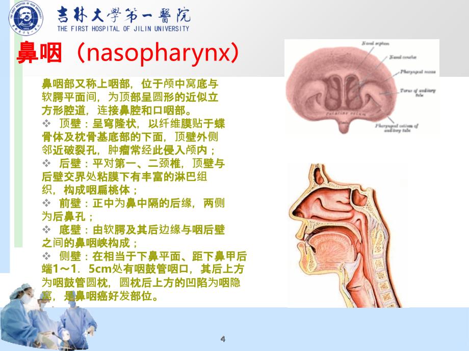 咽部解剖PPT课件_第4页