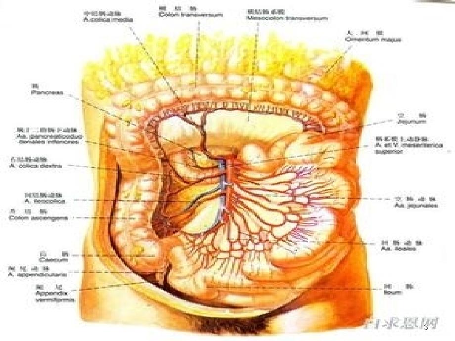 肠系膜血管CT检查PPT课件_第3页