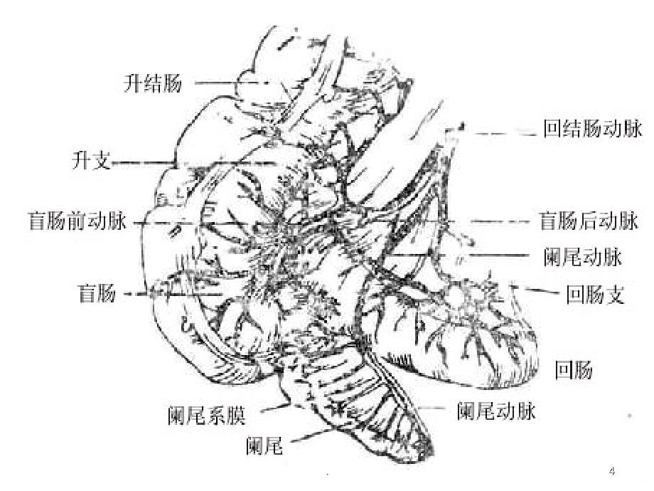 肠系膜血管CT检查PPT课件_第4页