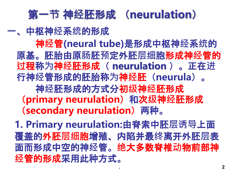 神经胚和胚层分化PPT课件_第2页