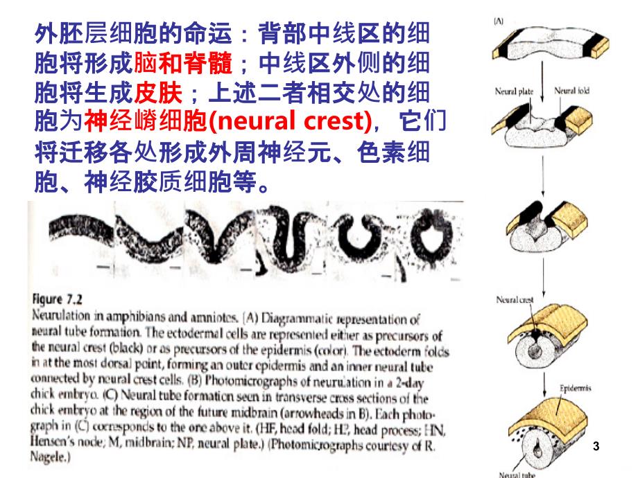 神经胚和胚层分化PPT课件_第3页