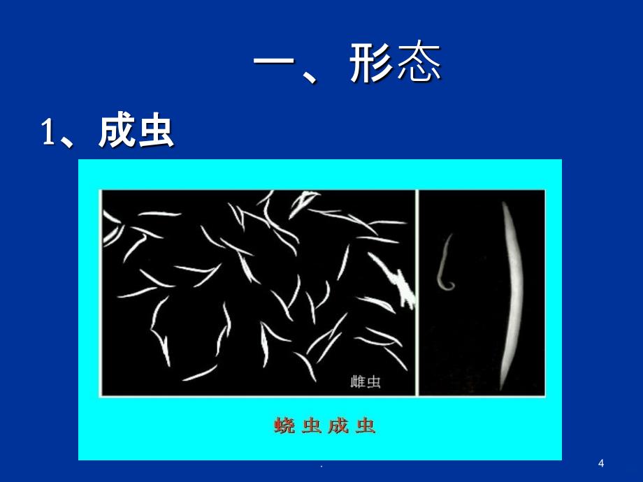 蛔虫蛲虫病预防措施PPT课件_第4页