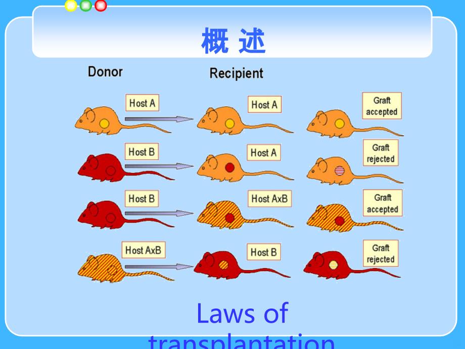 MHC主要组织相容性复合体PPT课件_第3页