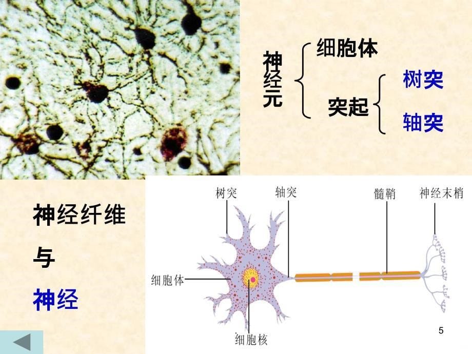 人体的神经调节PPT课件_第5页