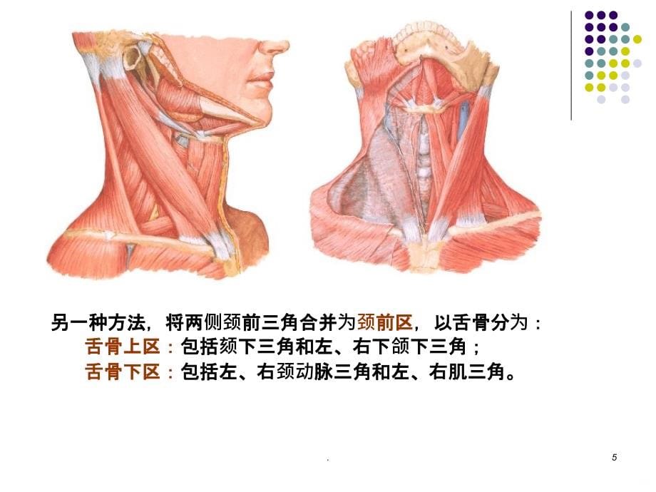颈部解剖精品PPT课件_第5页