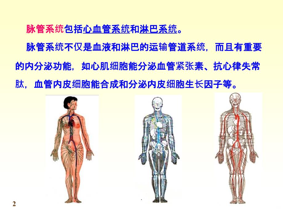 人体解剖学心血管系统PPT课件_第2页