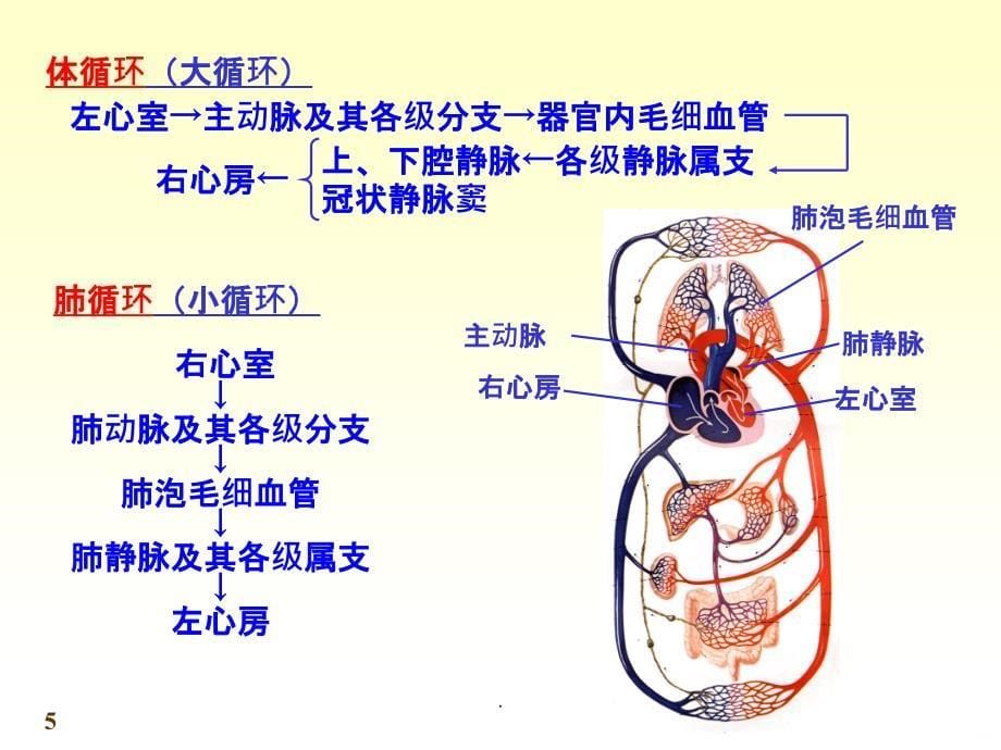 人体解剖学心血管系统PPT课件_第5页