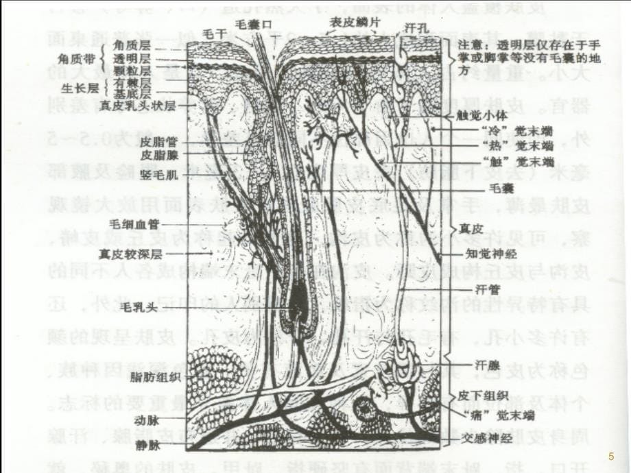 皮肤的再生PPT课件_第5页