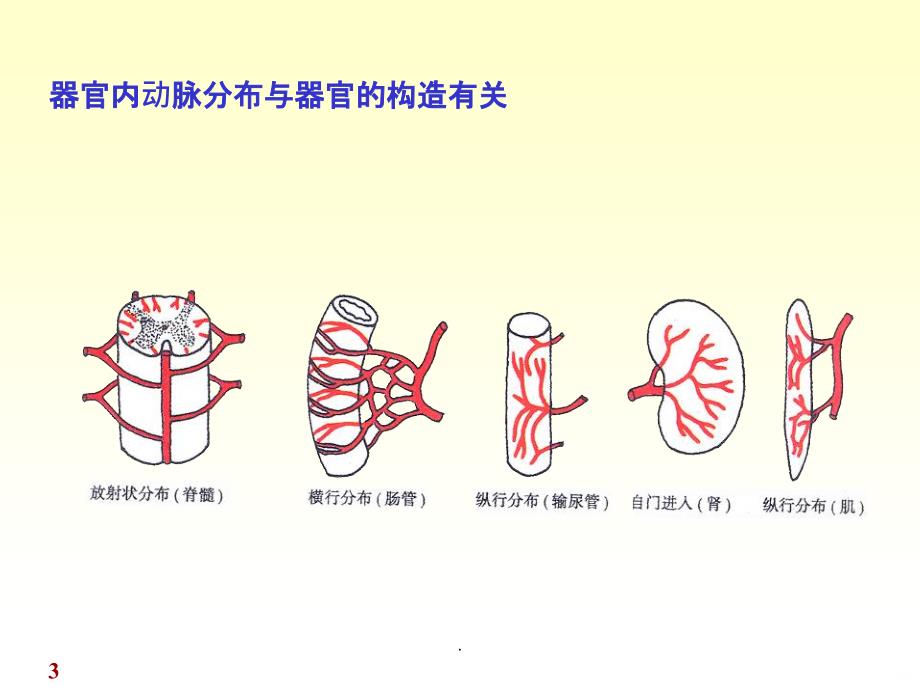 解剖学动脉PPT课件_第3页