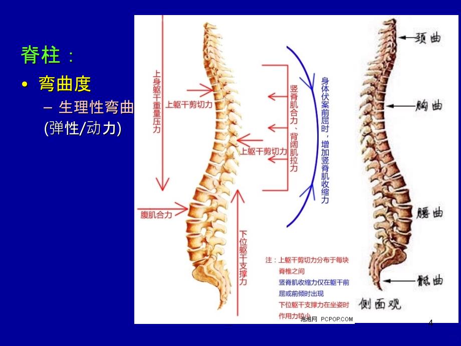 四肢脊柱神经系统检查PPT课件_第4页