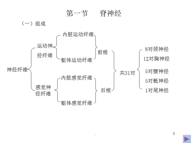 人体解剖学-脊神经PPT课件_第3页