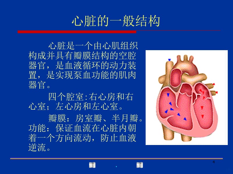 内脏骨骼肌血管缩心率PPT课件_第4页