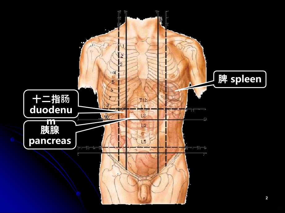 胰腺及十二指肠解剖PPT课件_第2页