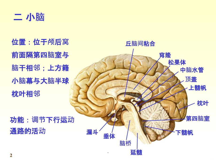 小脑、间脑解剖PPT课件_第2页