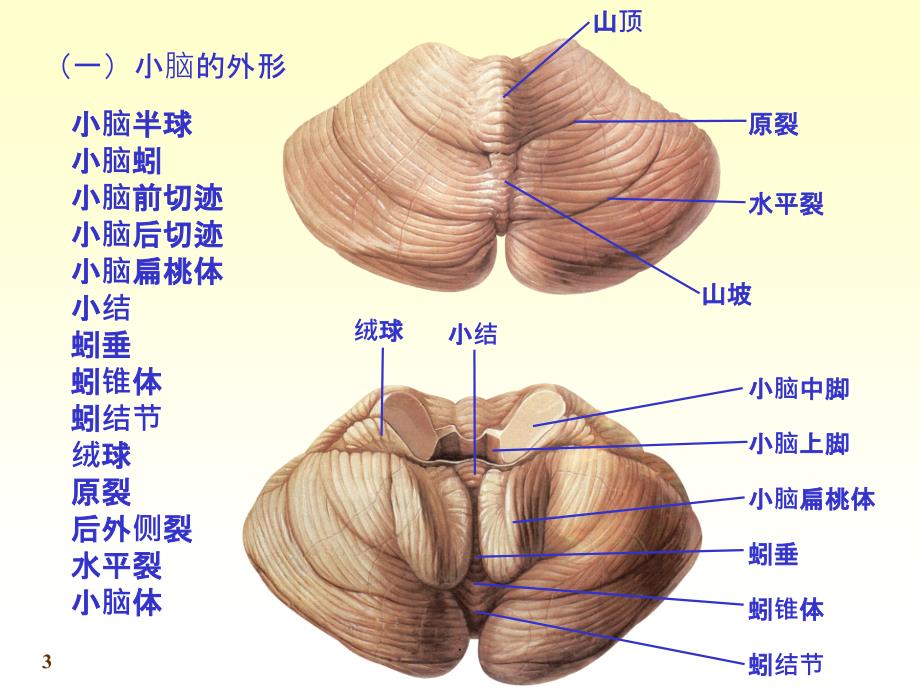 小脑、间脑解剖PPT课件_第3页