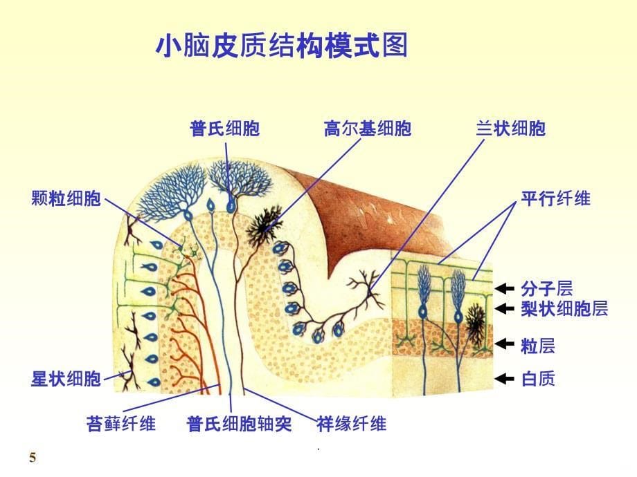 小脑、间脑解剖PPT课件_第5页