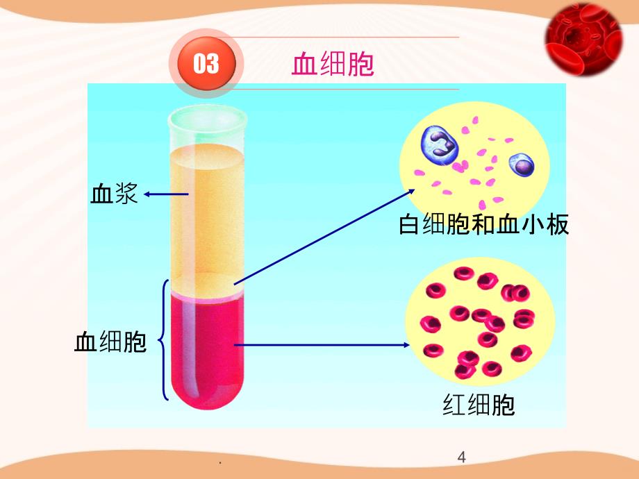观察血细胞PPT课件_第4页