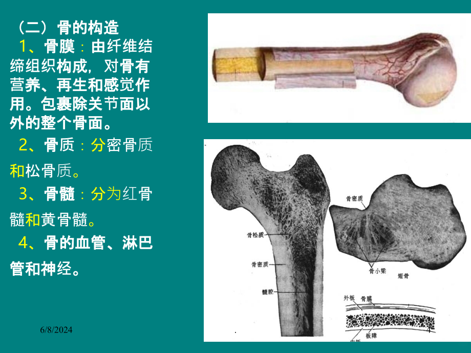 人体骨骼概述PPT课件_第4页