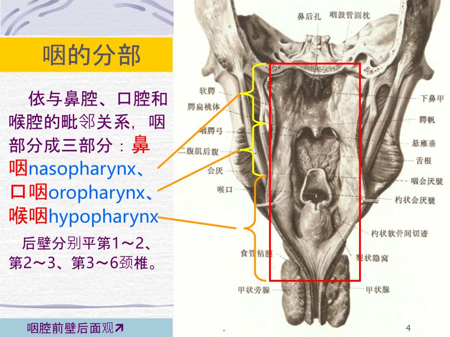 咽喉解剖与生理PPT课件_第4页