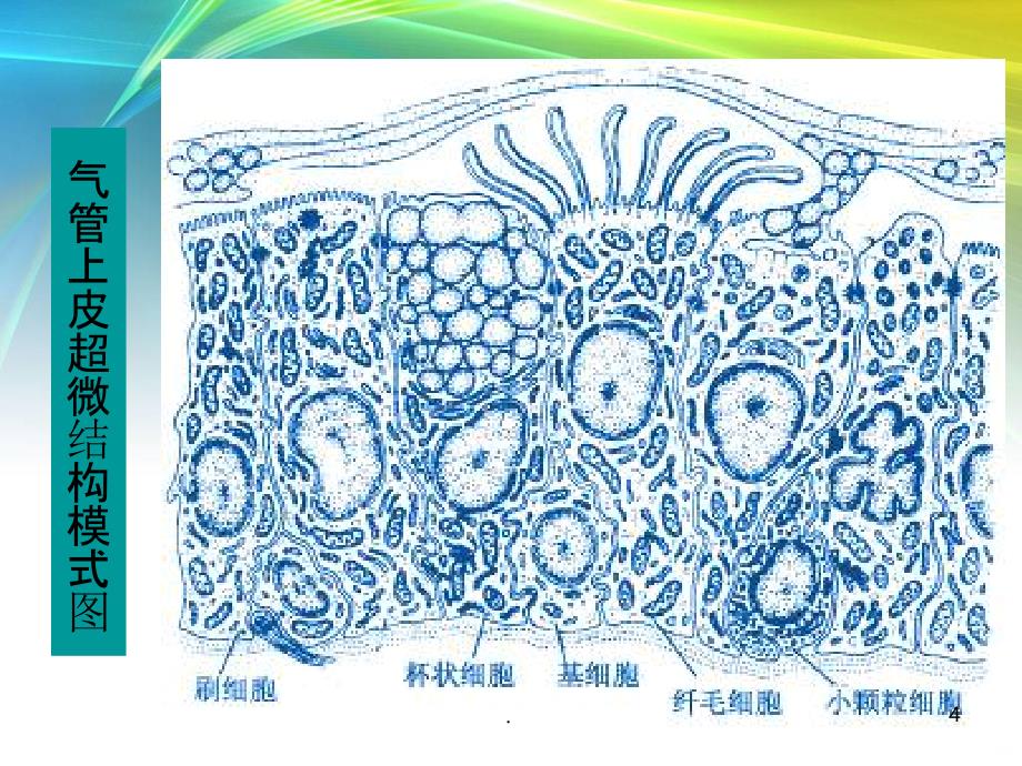 名师推荐呼吸系统生理及常见病PPT课件_第4页