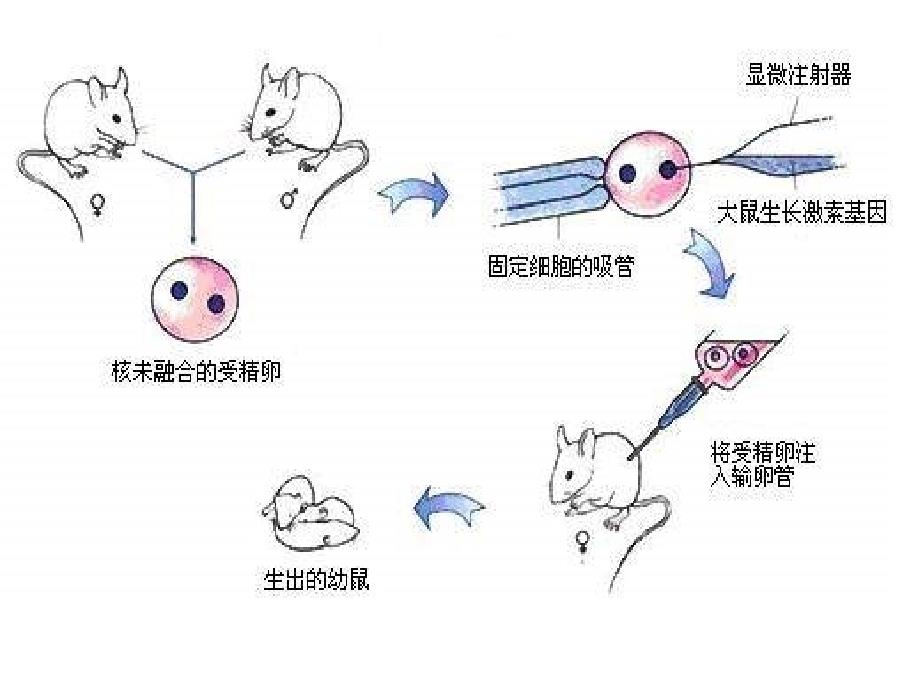 八年级生物基因对性状的控制课件_第4页