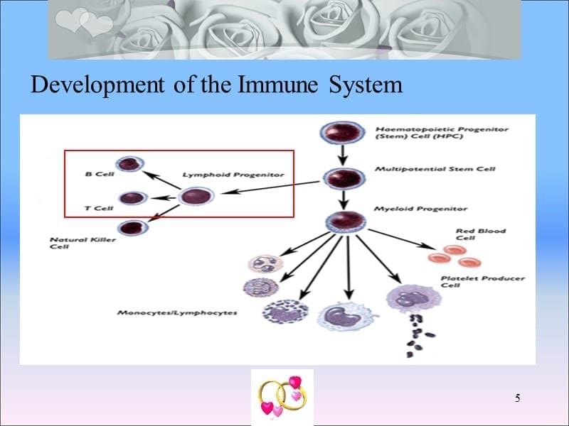 免疫系统的发育PPT课件_第5页