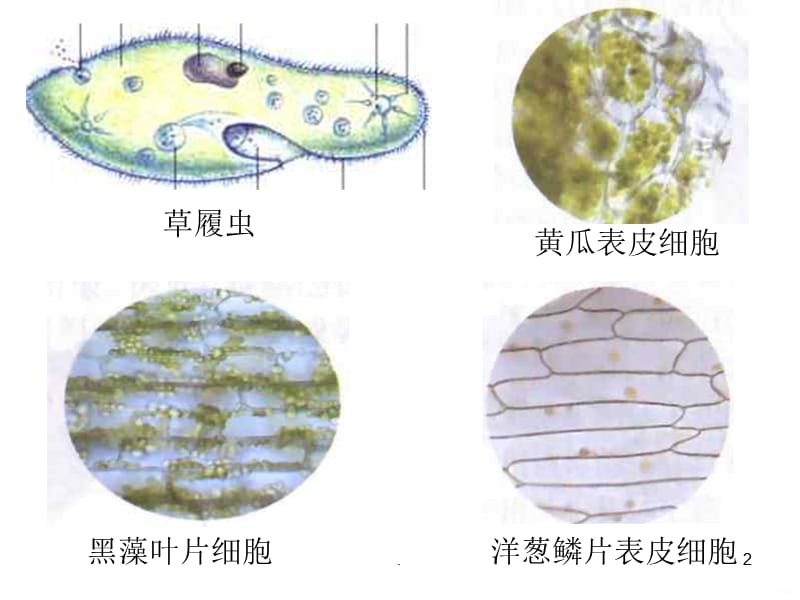 光学显微镜的使用方法PPT课件_第2页