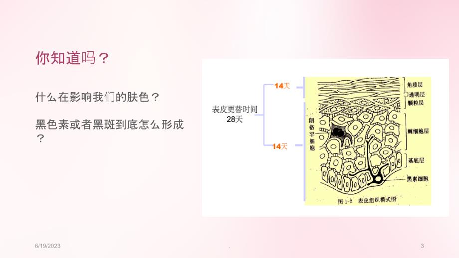 色斑PPT课件_第3页