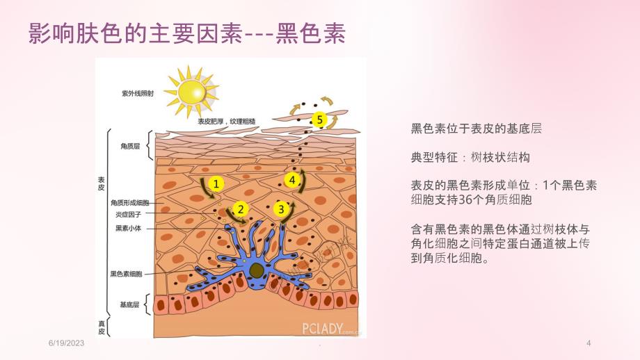 色斑PPT课件_第4页