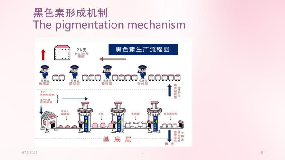 色斑PPT课件_第5页