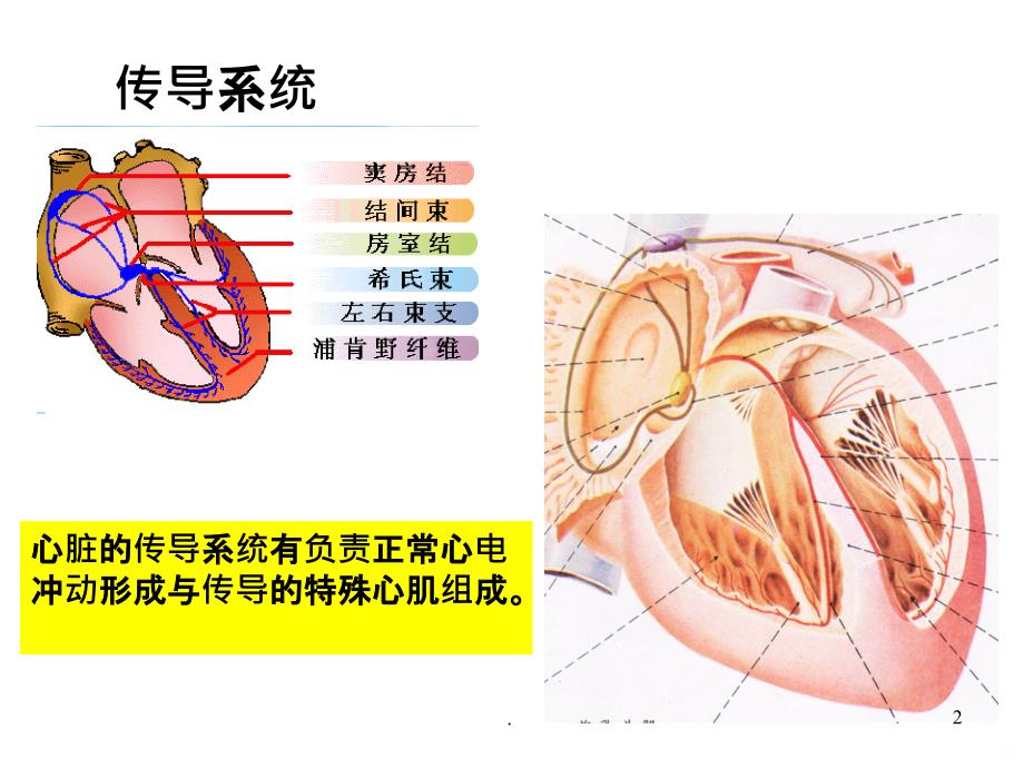 心律失常【】PPT课件_第2页