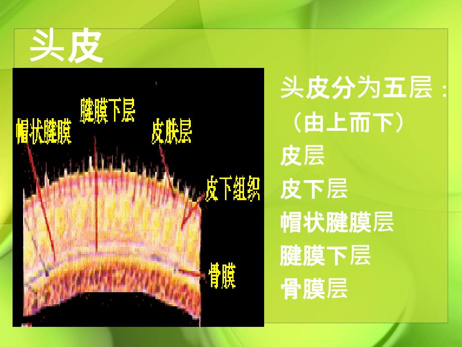 颅脑解剖PPT课件_第2页