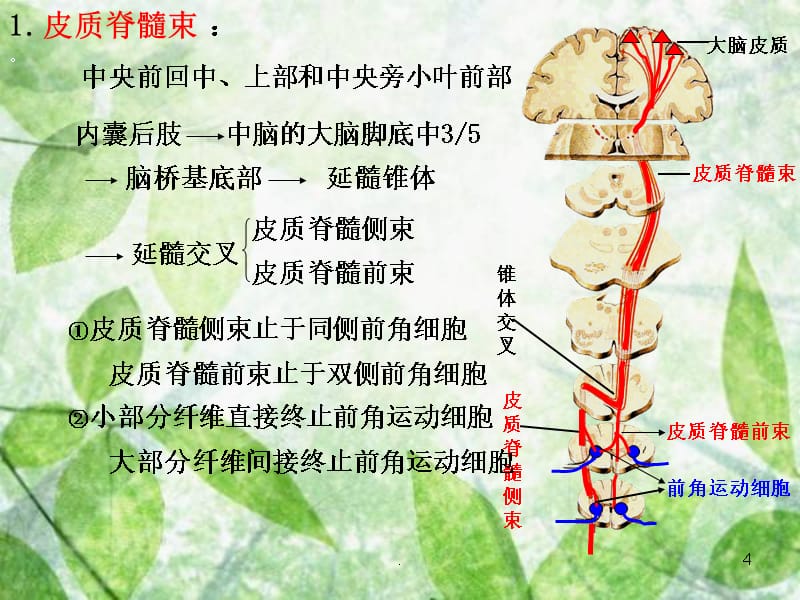 第六篇 神经系统及运动控制PPT课件_第4页