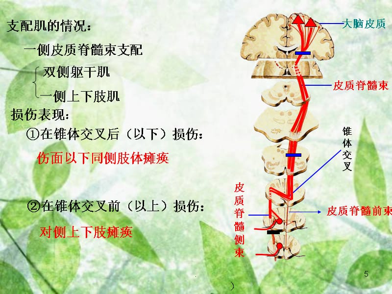 第六篇 神经系统及运动控制PPT课件_第5页