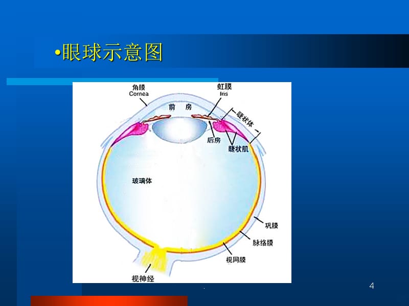 眼部常见病的超声诊断PPT课件_第4页