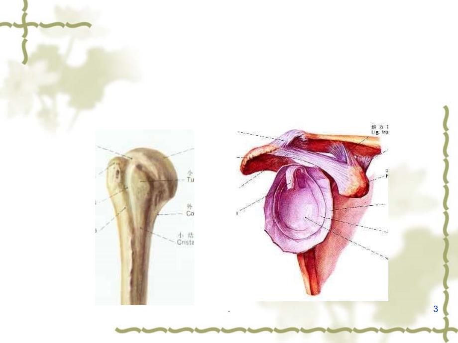 肩袖疾病PPT课件_第3页