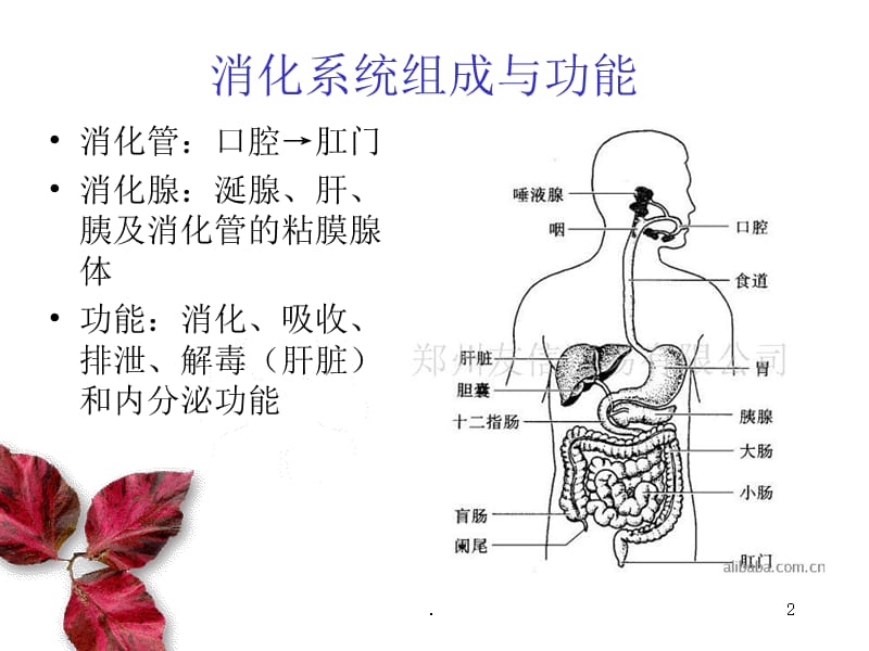 常见疾病预防之消化性疾病PPT课件_第2页