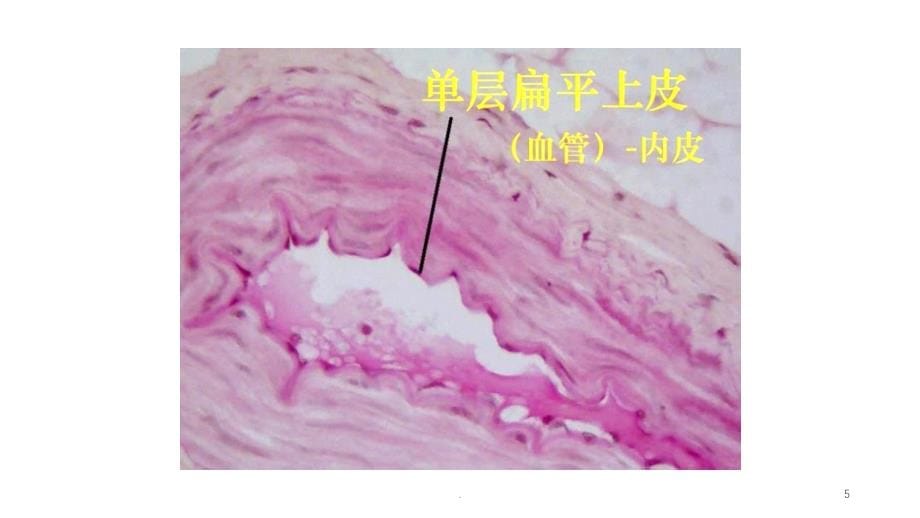 组胚四大基本组织标本PPT课件_第5页