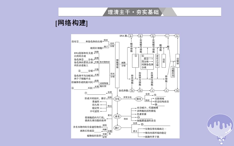 2018年高考生物二轮复习 小专题3 考点1 细胞的有丝分裂和减数分裂课件 新人教版_第3页