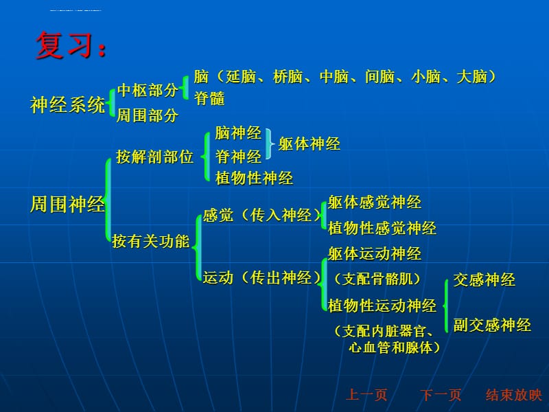 动物生理学_第十章__神经系统PPT课件_第2页