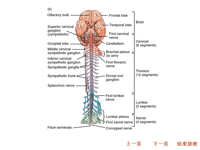 动物生理学_第十章__神经系统PPT课件_第3页