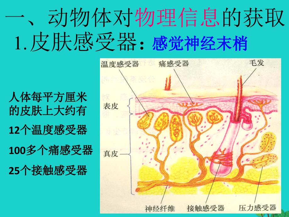 2017高中生物 第二册 第5章 生物体对信息的传递和调节课件2 沪科版_第3页