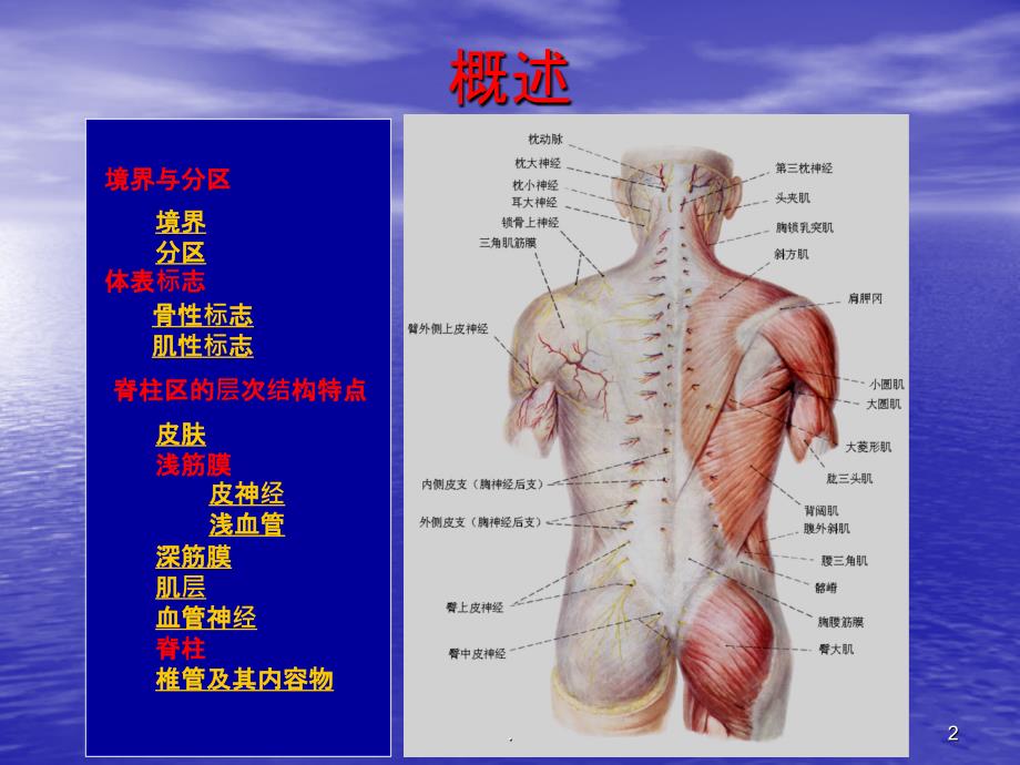 脊柱的局部解剖PPT课件_第2页